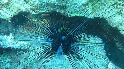 Kaş Dalış Turu Genel