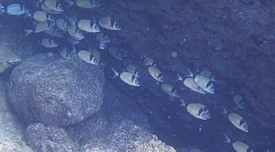 Kaş Dalış Turu Genel