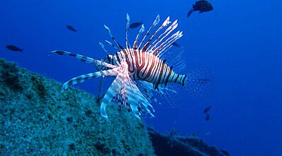 Kaş Dalış Turu Genel