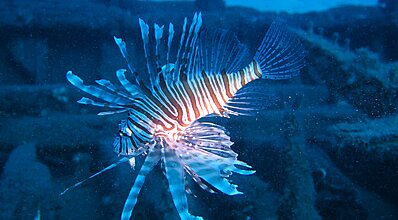 Kaş Dalış Turu Genel