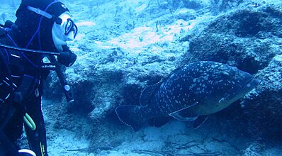 Kaş Dalış Turu Genel