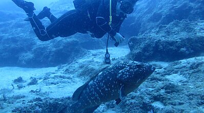 Kaş Dalış Turu Genel