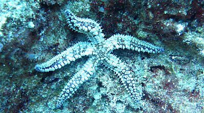 Kaş Dalış Turu Genel