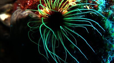 Kekova Dalış Turu Genel