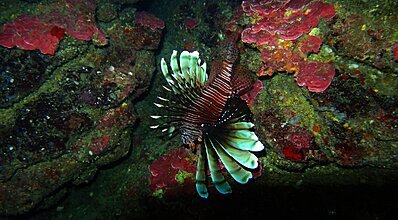 Kekova Dalış Turu Genel