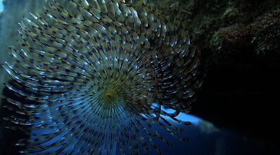 Kekova Dalış Turu Genel