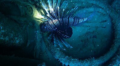 Kekova Dalış Turu Genel