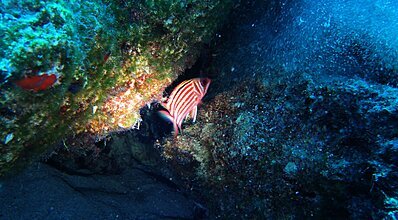 Kekova Dalış Turu Genel