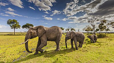 Kenya - Zanzibar Turu Genel