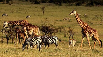 Kenya - Zanzibar Turu Genel