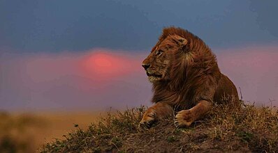 Kenya - Zanzibar Turu Genel