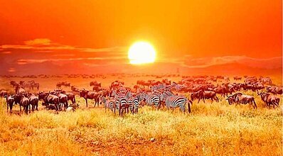 Kenya - Zanzibar Turu Genel