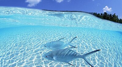 Maldivler Turu Genel