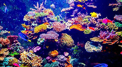 Maldivler Turu Genel