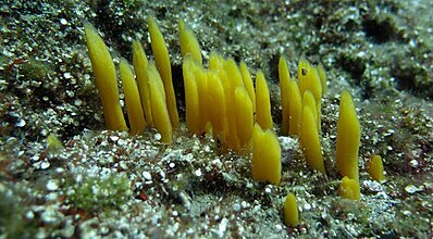 Marmaris Dalış Turu Genel