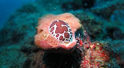 Marmaris Dalış Turu Genel