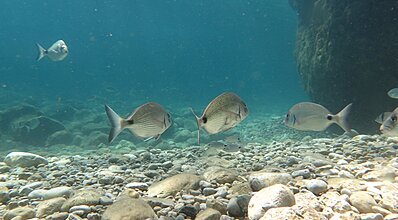 Marmaris Dalış Turu Genel