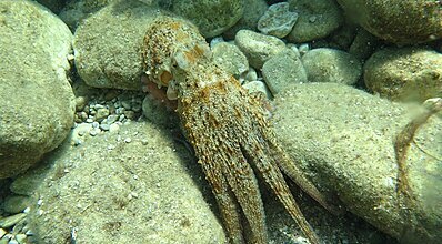 Marmaris Dalış Turu Genel