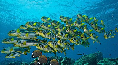 Phuket Bangkok Maldivler Turu Genel