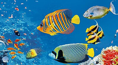 Sharm El Sheikh Turu Genel