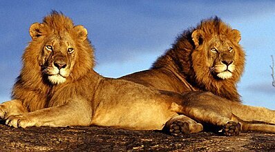 Vizesiz Güney Afrika Turu Genel